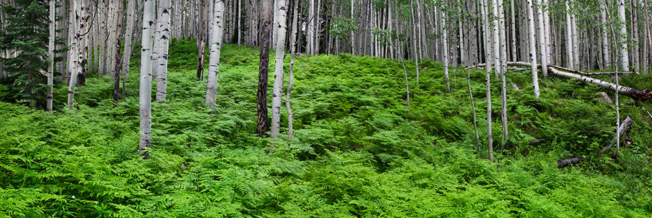 A-New-Season-Terry-Gentry-Fine-Art-Photography