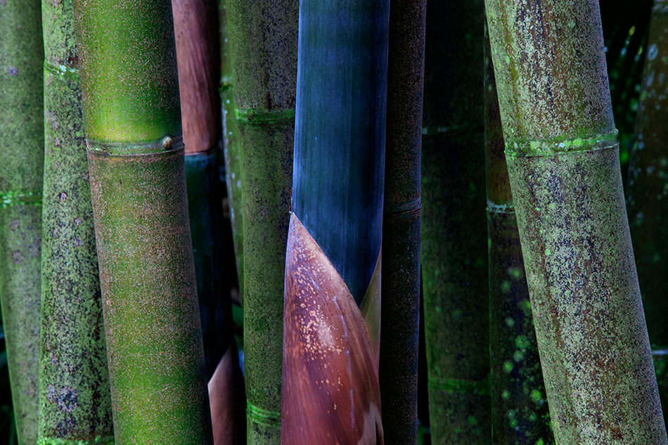Bamboo-Terry-Gentry-Fine-Art-Photography
