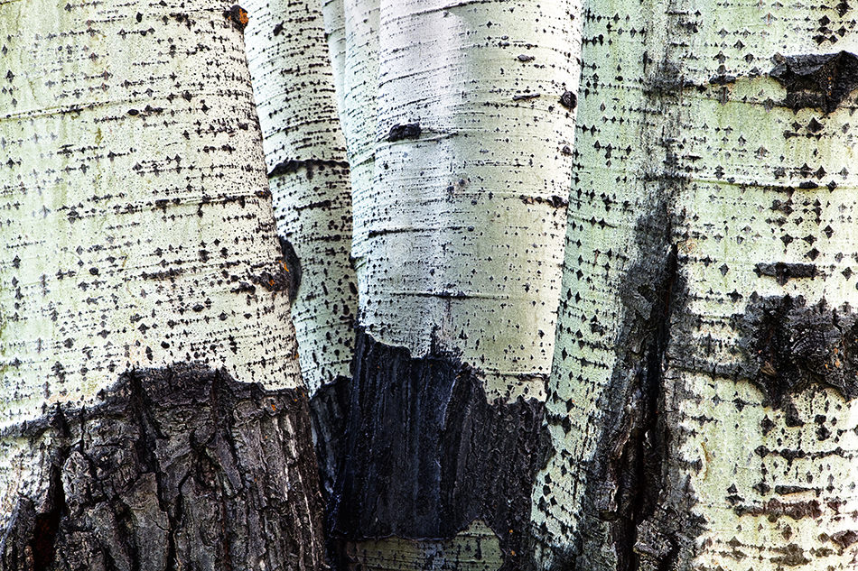 Copse-Terry-Gentry-Fine-Art-Photography