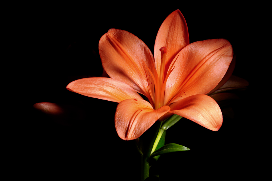 Orange Flare-Terry Gentry Fine Art Photography